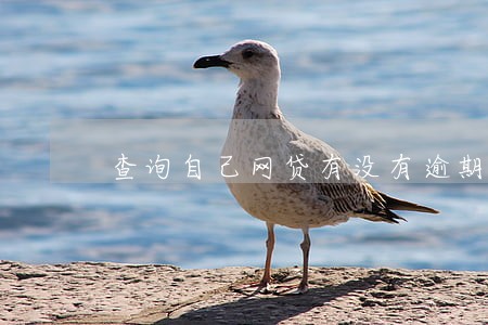 查询自己网贷有没有逾期