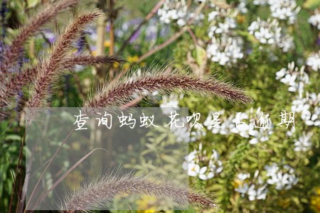 查询蚂蚁花呗是否逾期 查询蚂蚁花呗是否逾期