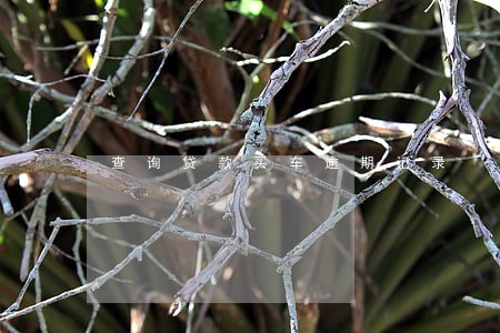 查询贷款买车逾期记录 查询贷款买车逾期记录