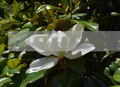 查询逾期了几次 查询逾期了几次