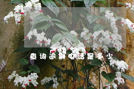 查询逾期电话是多少 查询逾期电话是多少