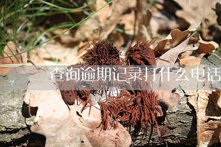 查询逾期记录打什么电话 查询逾期记录打什么电话