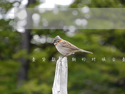 查贷款逾期的时候会查到支付宝吗 查贷款逾期的时候会查到支付宝吗