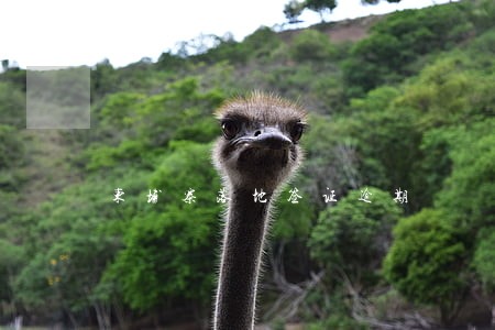 柬埔寨落地签证逾期 柬埔寨落地签证逾期