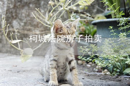 柯城法院房子拍卖 柯城法院房子拍卖