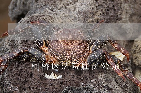 柯桥区法院雇员公示 柯桥区法院雇员公示
