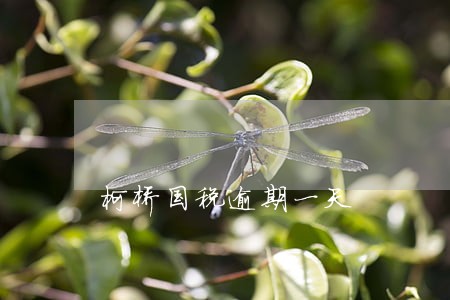柯桥国税逾期一天