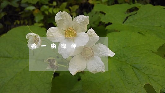 柳一舟律师 柳一舟律师