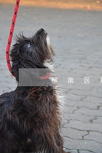 柳南区刑事辩护法律咨询 柳南区刑事辩护法律咨询