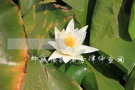 柳城债权债务律师查询 柳城债权债务律师查询