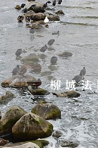 柳城法院案件查询 柳城法院案件查询