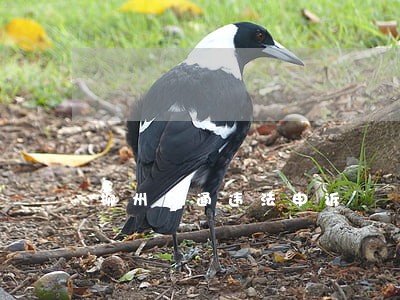 柳州交通违法申诉
