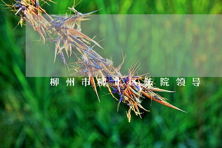 柳州市柳北区法院领导 柳州市柳北区法院领导
