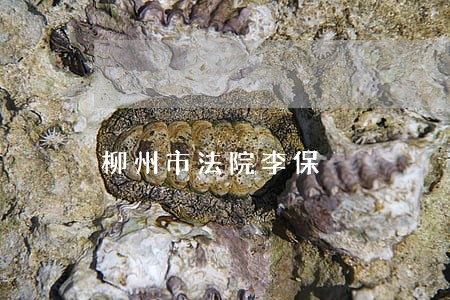 柳州市法院李保 柳州市法院李保