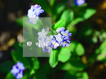 柳州律师所 柳州律师所