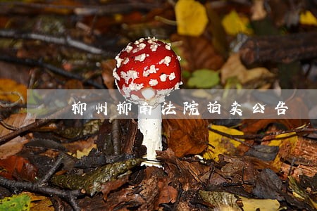 柳州柳南法院拍卖公告