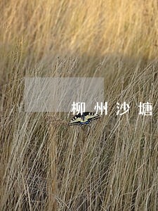 柳州沙塘法院电话