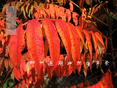 柳州逾期神州拖车费 柳州逾期神州拖车费