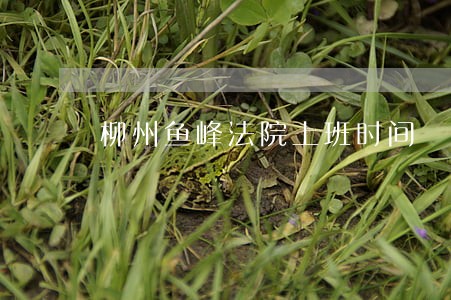 柳州鱼峰法院上班时间 柳州鱼峰法院上班时间