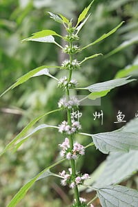 柳州鱼峰法院拍卖菱宝公告 柳州鱼峰法院拍卖菱宝公告