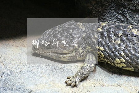 柳格所电话 柳格所电话