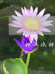 标准法标准法规中心 标准法标准法规中心