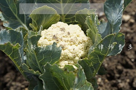 标的260万元律师费多少 标的260万元律师费多少