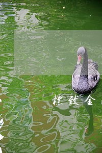 标致金融逾期多久上征信 标致金融逾期多久上征信
