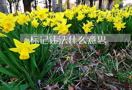 标记违法什么意思 标记违法什么意思