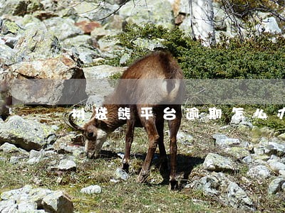 树袋熊平台逾期怎么办 树袋熊平台逾期怎么办