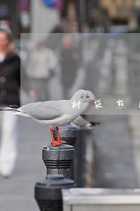 树袋熊网贷逾期 树袋熊网贷逾期