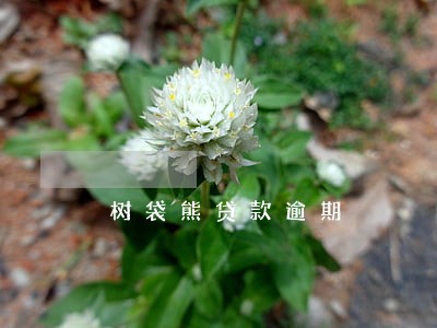 树袋熊贷款逾期 树袋熊贷款逾期