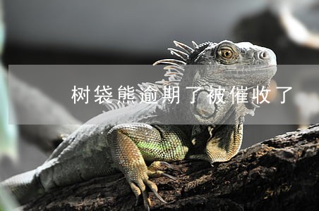 树袋熊逾期了被催收了 树袋熊逾期了被催收了