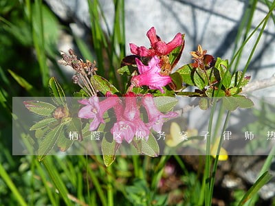 栖霞区债务案子律师热线 栖霞区债务案子律师热线