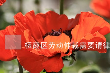 栖霞区劳动仲裁需要请律师吗地址 栖霞区劳动仲裁需要请律师吗地址