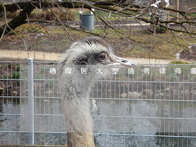 栖霞区大型债务律师哪里找 栖霞区大型债务律师哪里找