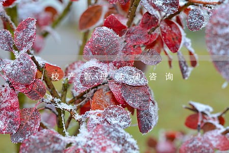 校产管理法律咨询