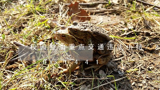 校园整治重点交通违法小结/2023013031441 校园整治重点交通违法小结/2023013031441