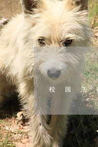 校园法律顾问合同封面 校园法律顾问合同封面