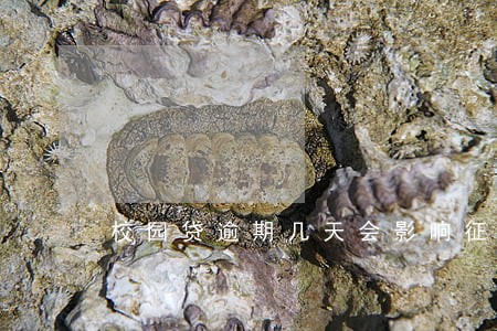 校园贷逾期几天会影响征信吗