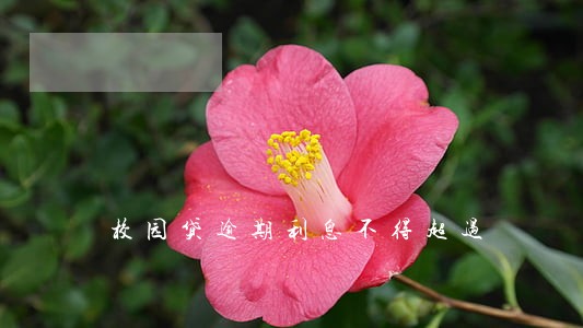校园贷逾期利息不得超过