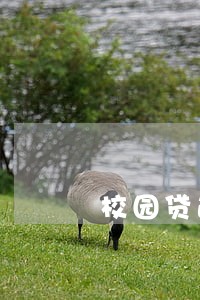 校园贷逾期未还违约金 校园贷逾期未还违约金