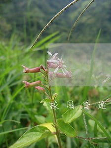 校园贷逾期没打电话了 校园贷逾期没打电话了