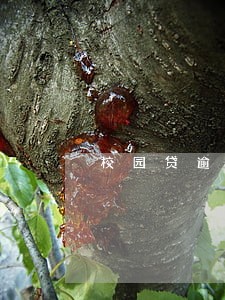 校园贷逾期罚款 校园贷逾期罚款
