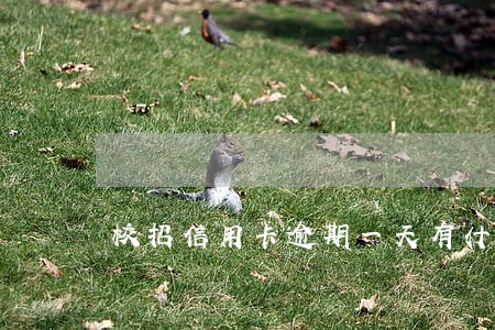校招信用卡逾期一天有什么影响 校招信用卡逾期一天有什么影响