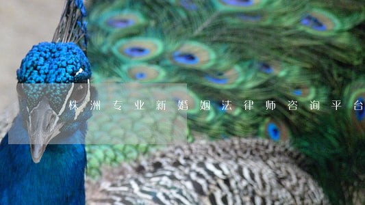 株洲专业新婚姻法律师咨询平台 株洲专业新婚姻法律师咨询平台
