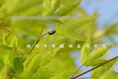 株洲市司法拍卖淘宝网 株洲市司法拍卖淘宝网