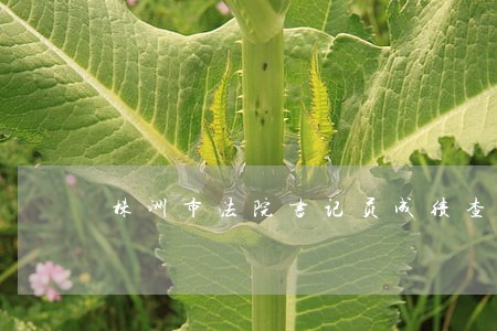 株洲市法院书记员成绩查询