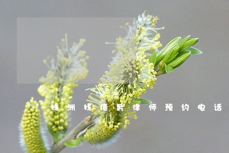 株洲找债务律师预约电话 株洲找债务律师预约电话