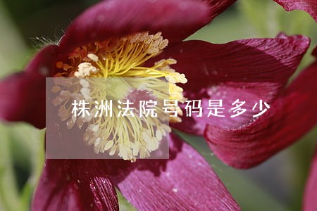 株洲法院号码是多少